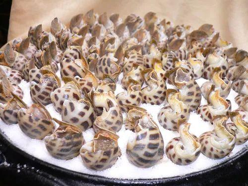 东风螺是淡水还是咸水?(淡水东风4s店)-图3 东风螺是淡水还是咸水?(淡水东风4s店)-图3