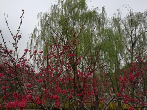 雨后花更娇全诗?(东风三月情)-图2 雨后花更娇全诗?(东风三月情)-图2