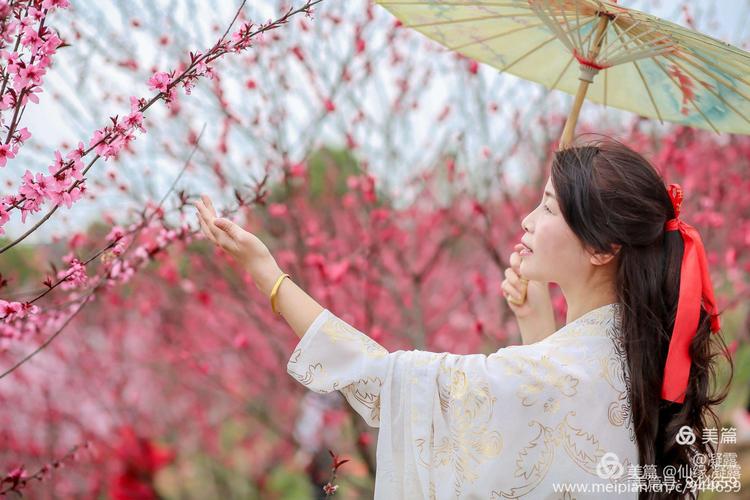 雨后花更娇全诗?(东风三月情)-图4 雨后花更娇全诗?(东风三月情)-图4