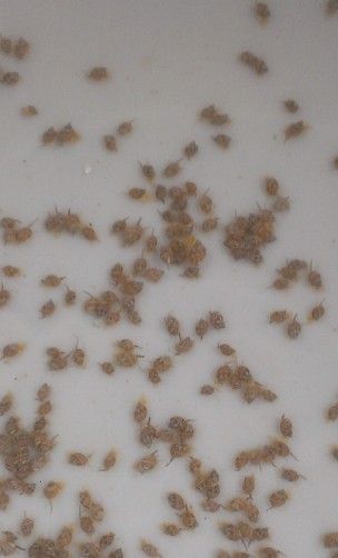 泥东风螺苗培育过程?(东风汽车苗)-图2 泥东风螺苗培育过程?(东风汽车苗)-图2