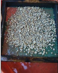 泥东风螺苗培育过程?(东风汽车苗)-图3 泥东风螺苗培育过程?(东风汽车苗)-图3